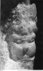 Historisches Foto von Bucculentum bachmayeri (Schweitzer & Feldmann, 2009) (NHMW-AFW-GEO-BACHMAYER-FOTO-1990-0041-1511)